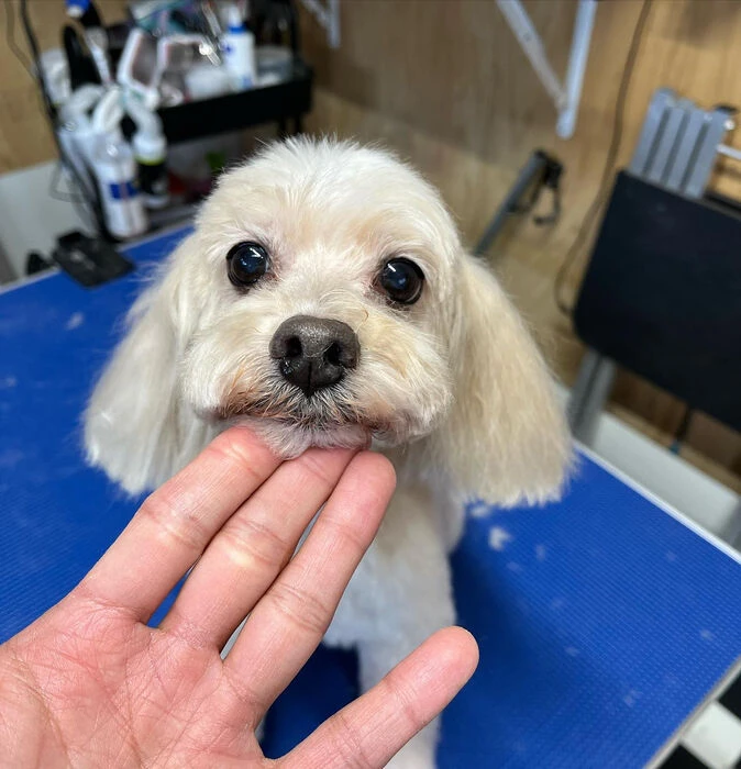 ブログ画像