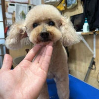 ブログ画像
