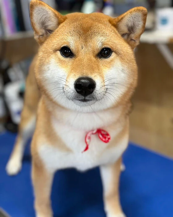 ブログ画像
