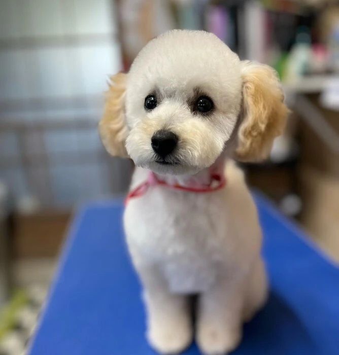ブログ画像