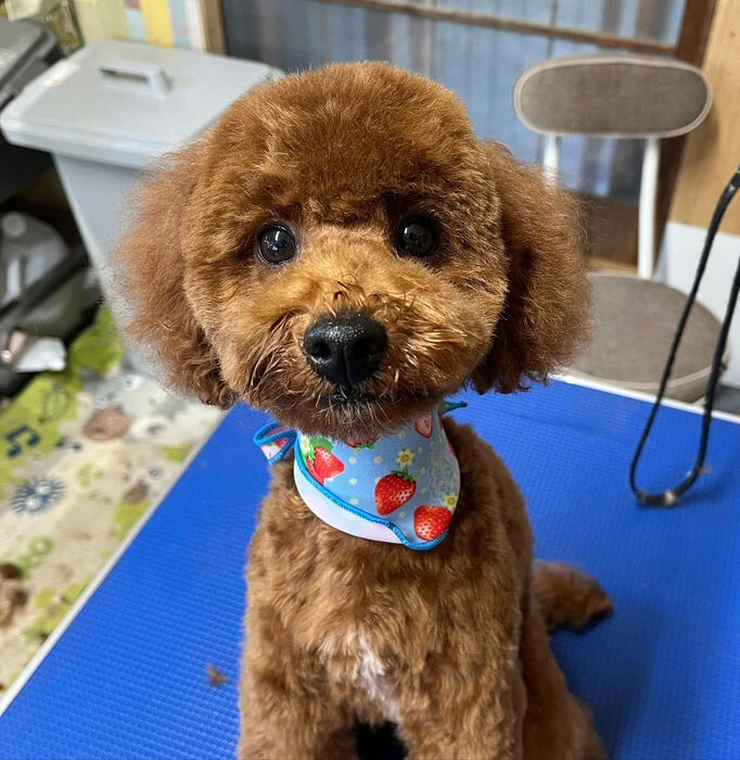 ブログ画像