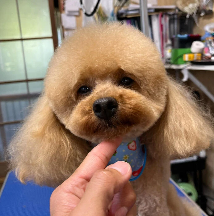 ブログ画像