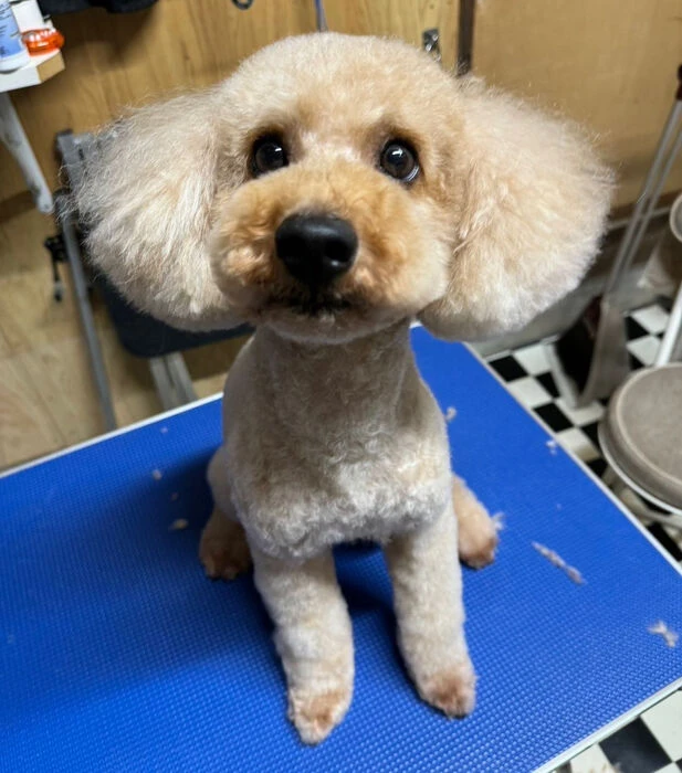 ブログ画像