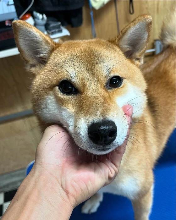 ブログ画像