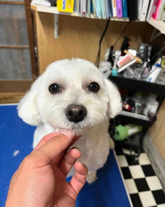 ブログ画像