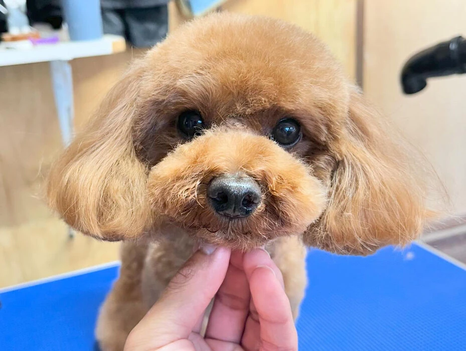ブログ画像