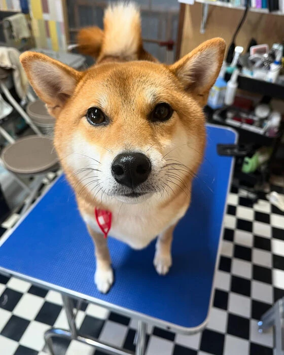 ブログ画像