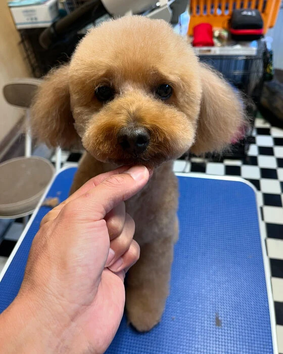 ブログ画像