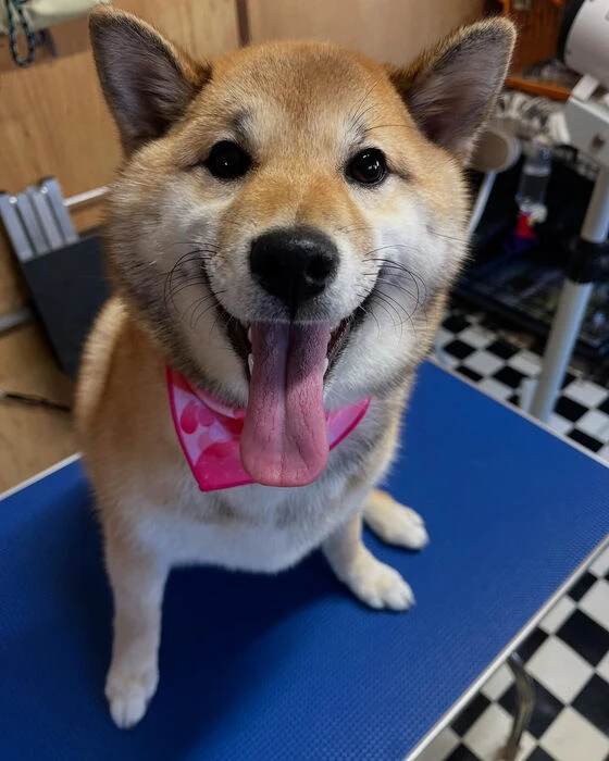 ブログ画像
