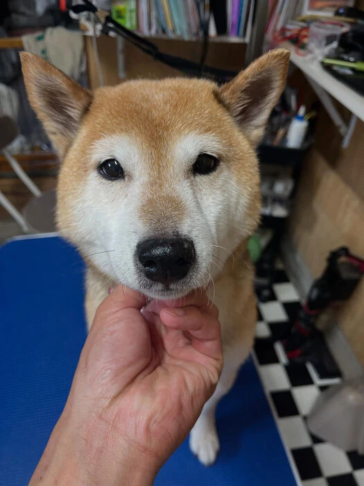 ブログ画像
