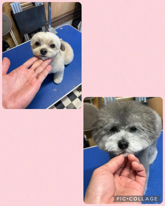 ブログ画像