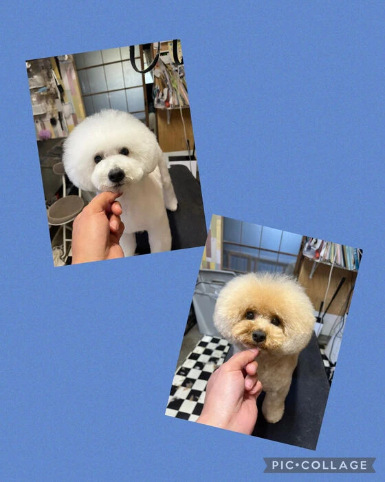 ブログ画像