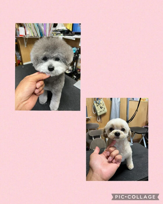 ブログ画像