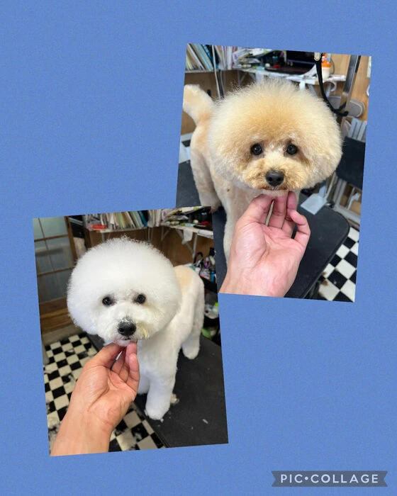 ブログ画像